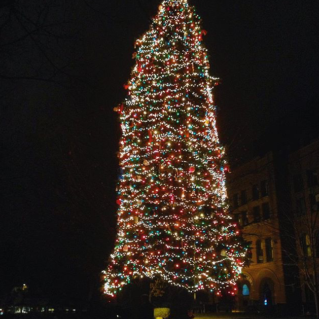 The Great Tree - @little.breadstick